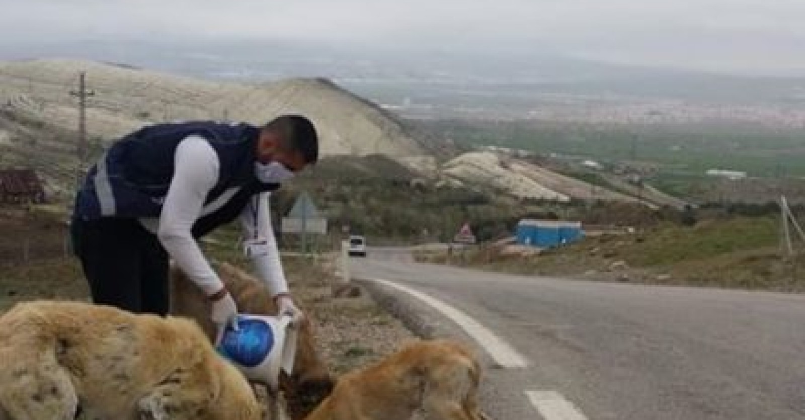 Sokağa çıkma kısıtlaması nedeniyle yiyecek bulmakta sıkıntı çeken sokak hayvanlarımızı düzenli olarak besliyoruz
