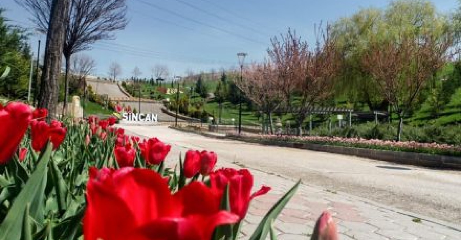 Sincanımızın simgesi lalelerimiz parklarımızda, meydanlarımızda rengarenk açmaya başladı.