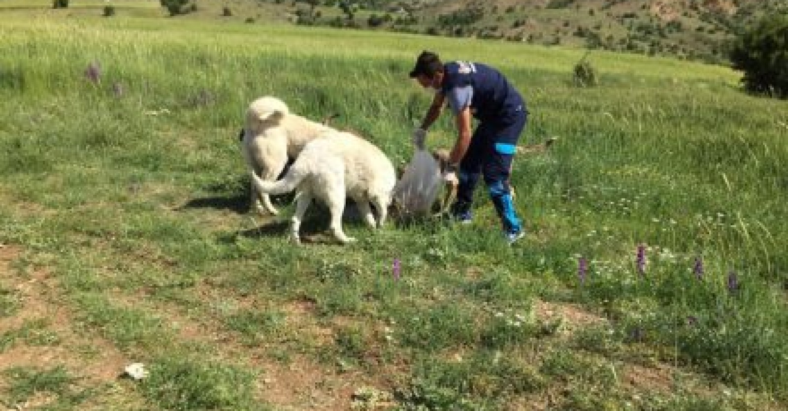 Sokaklarımızın sessiz sakinleri, can dostlarımızı unutmuyoruz.