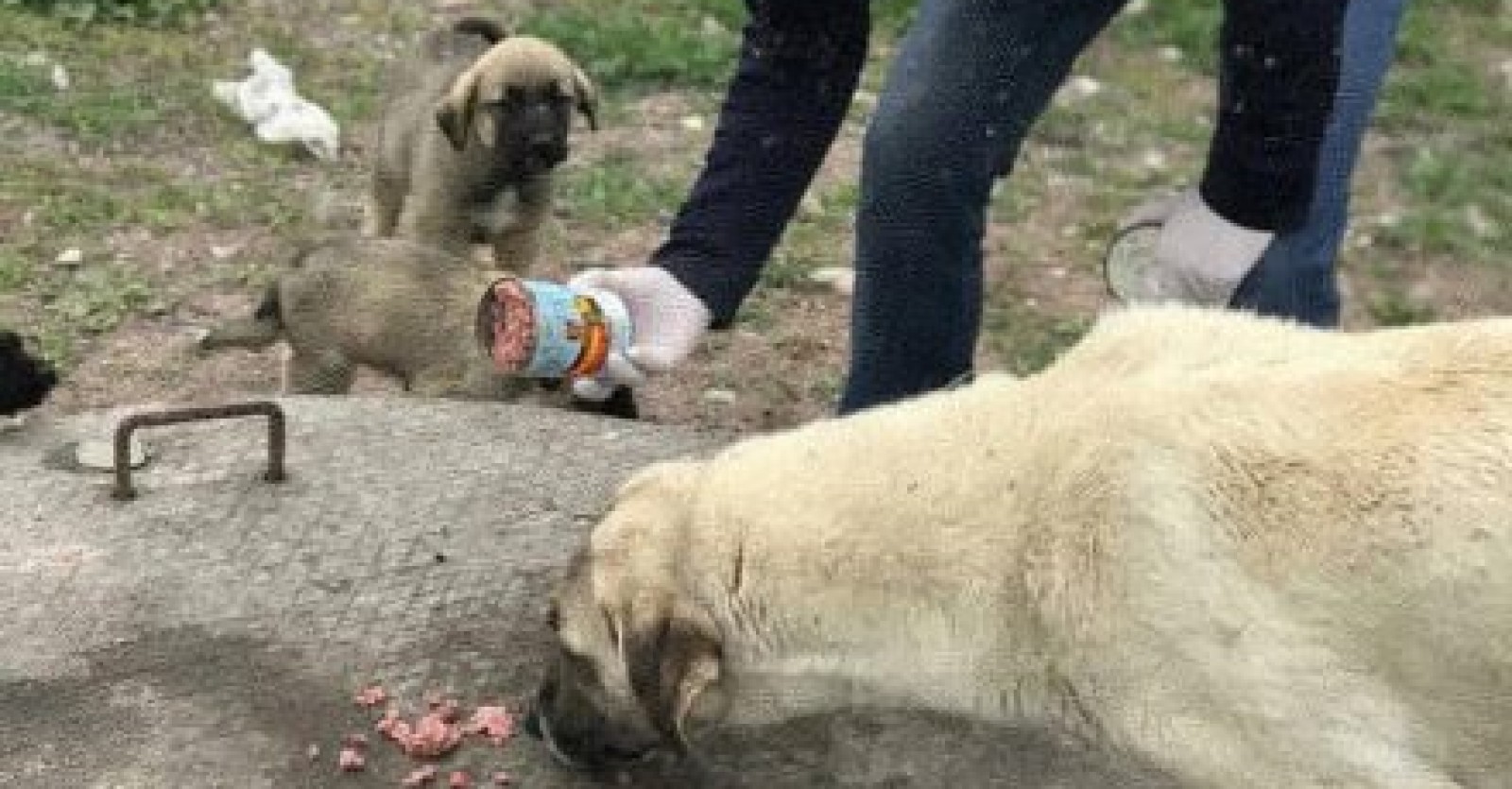 Minik dostlarımızı ve annelerini mama ile besledik.