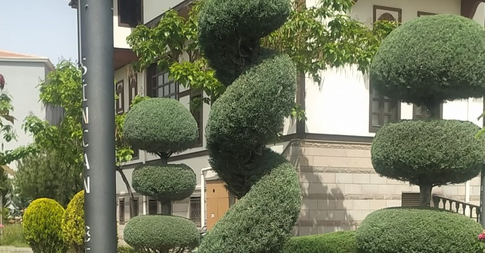 SİNCAN’DA AĞAÇLAR ADETA BİRER SANAT ESERİ
